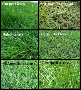 Types of Grass for Orlando Lawns