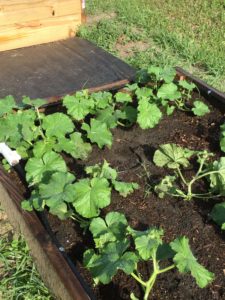 Top Veggies to Plant in Your Garden This Month 2