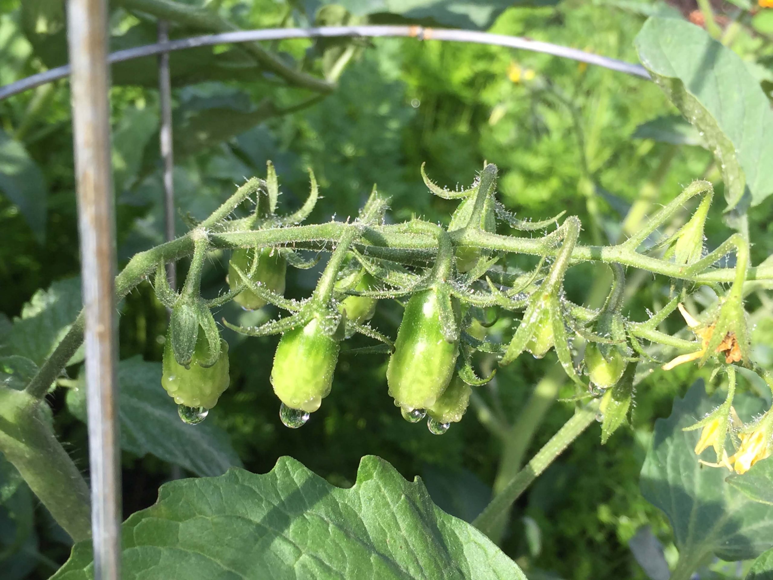 Top Veggies to Plant in Your Garden This Month