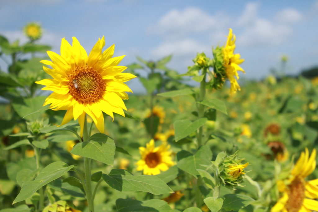 Ever Wanted a Sunflower Garden?