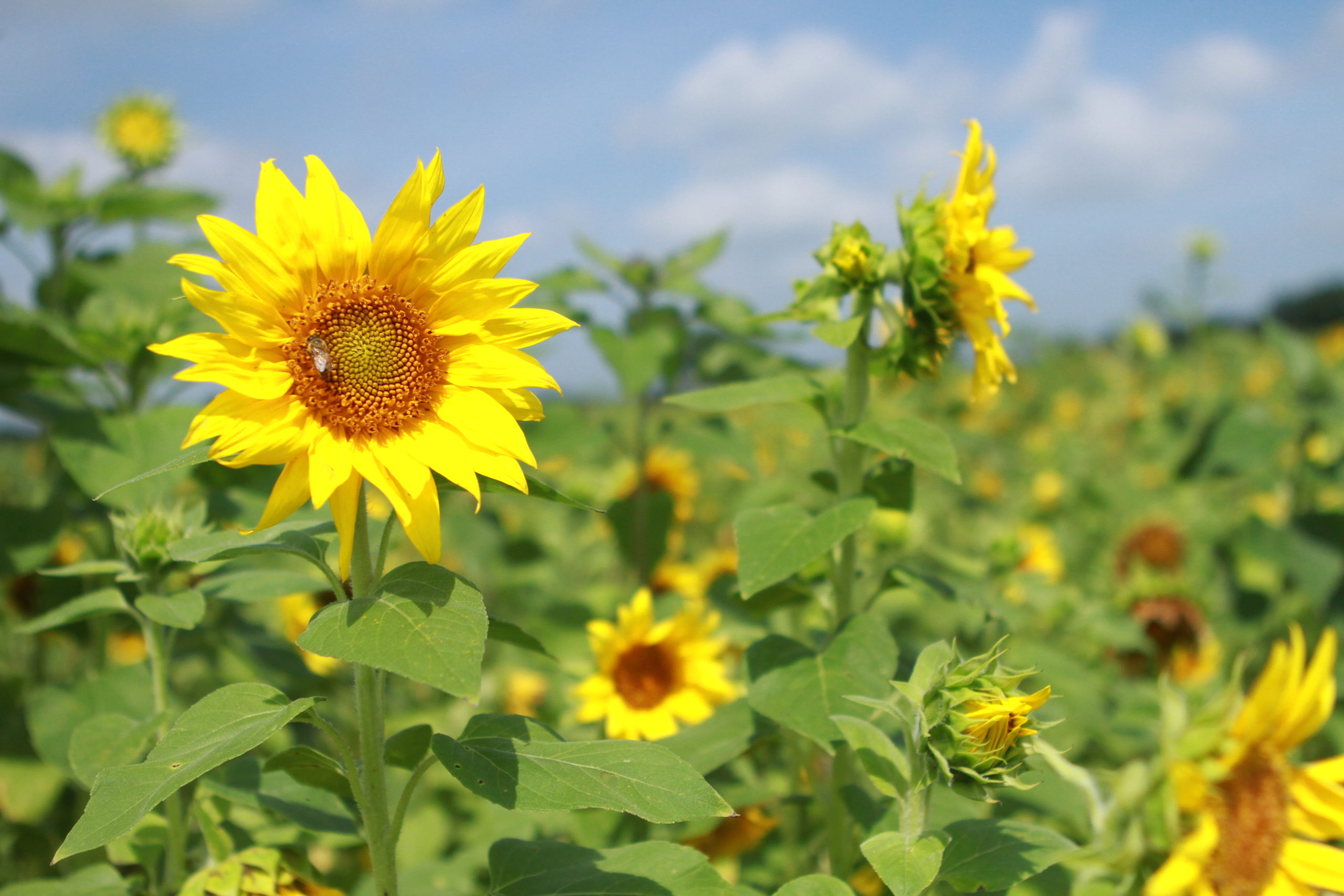 Ever Wanted a Sunflower Garden?