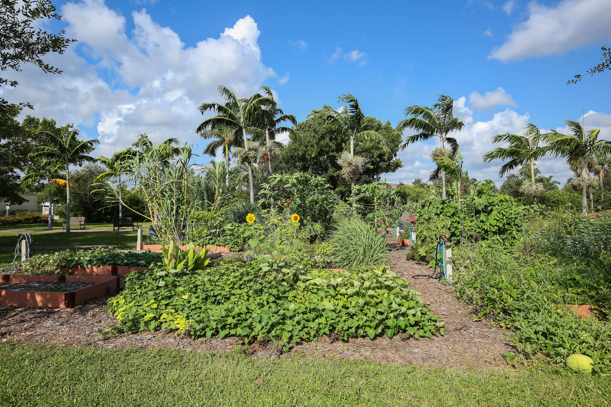 Plants Helping Plants - The Power of Companion Planting