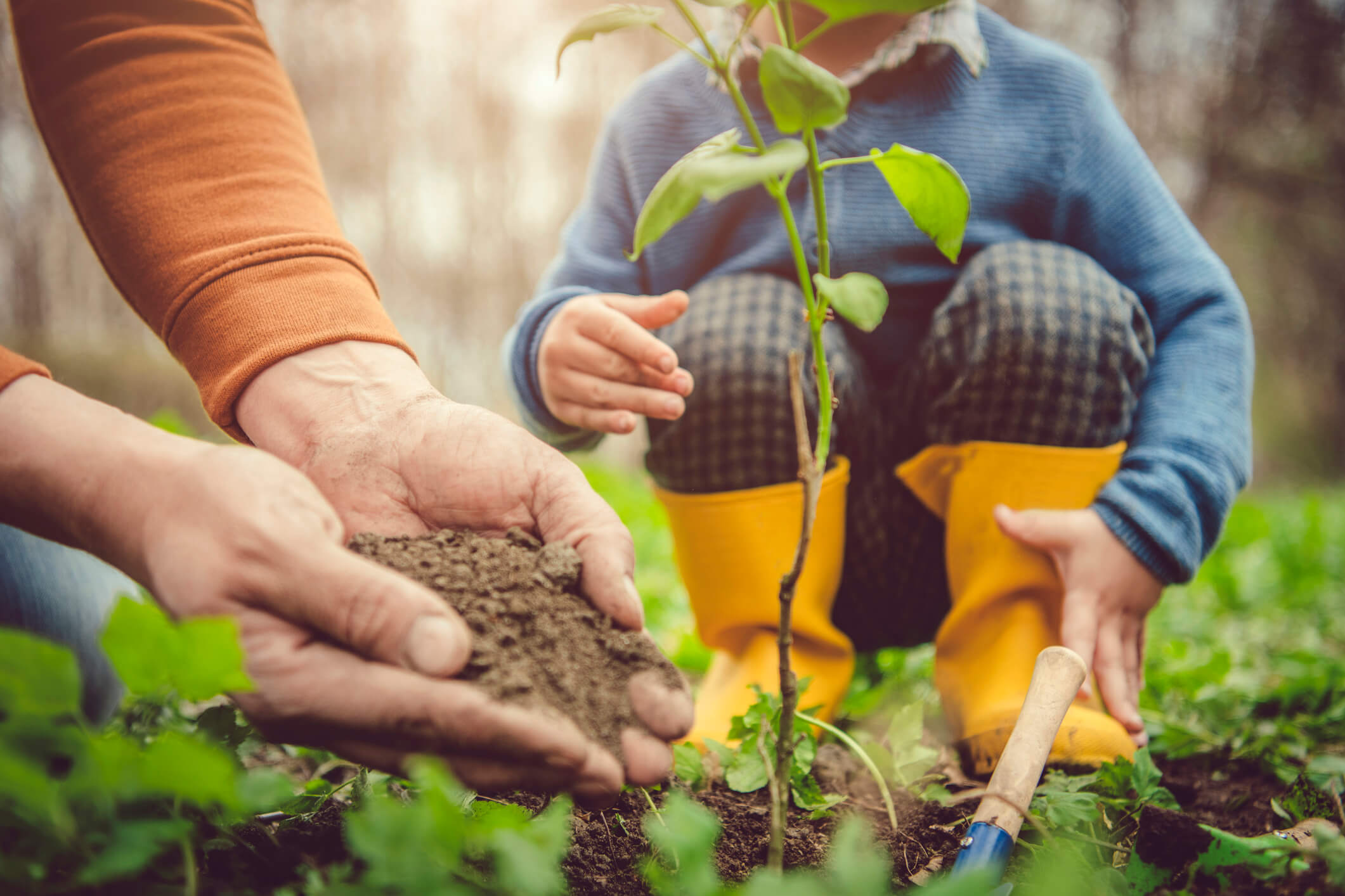 Planting Trees to Save Energy