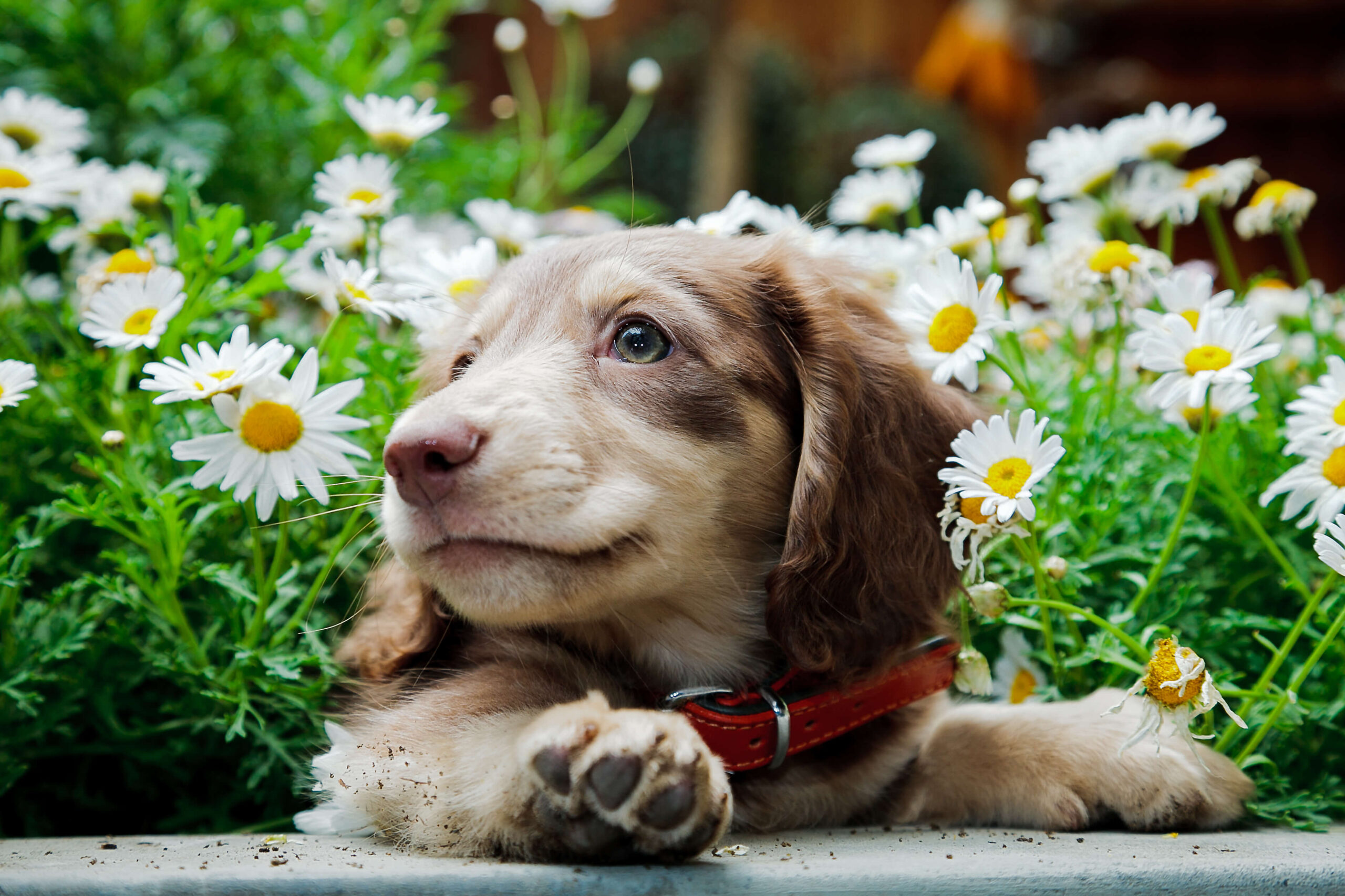 Landscaping Plants That Are Toxic To Dogs