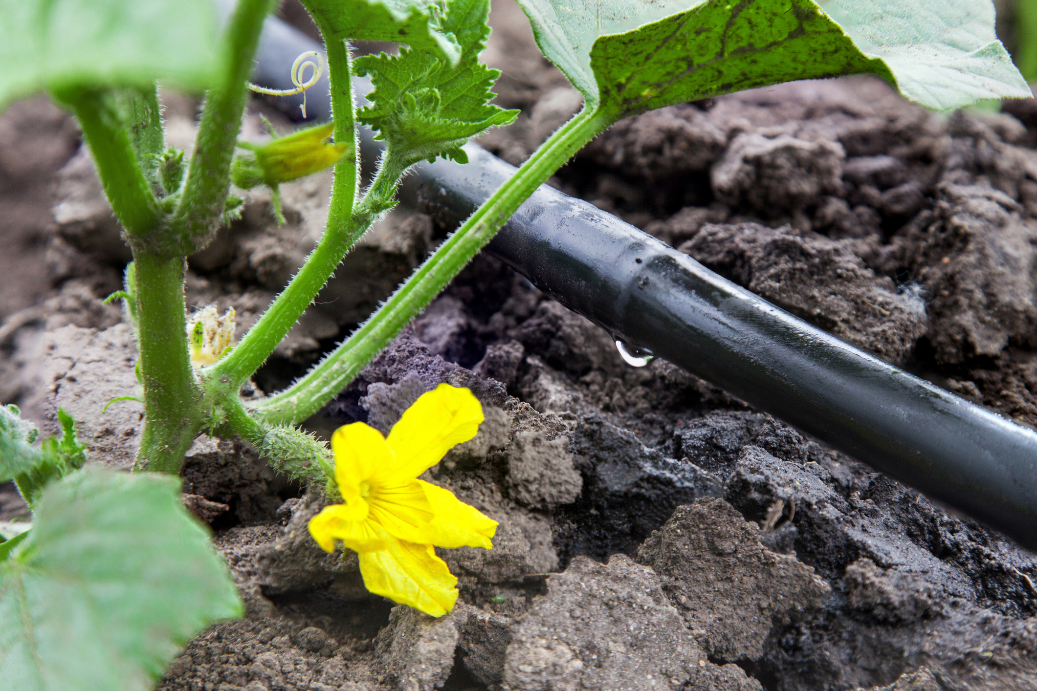 Why Drip Irrigation is Important to Your Garden - 4