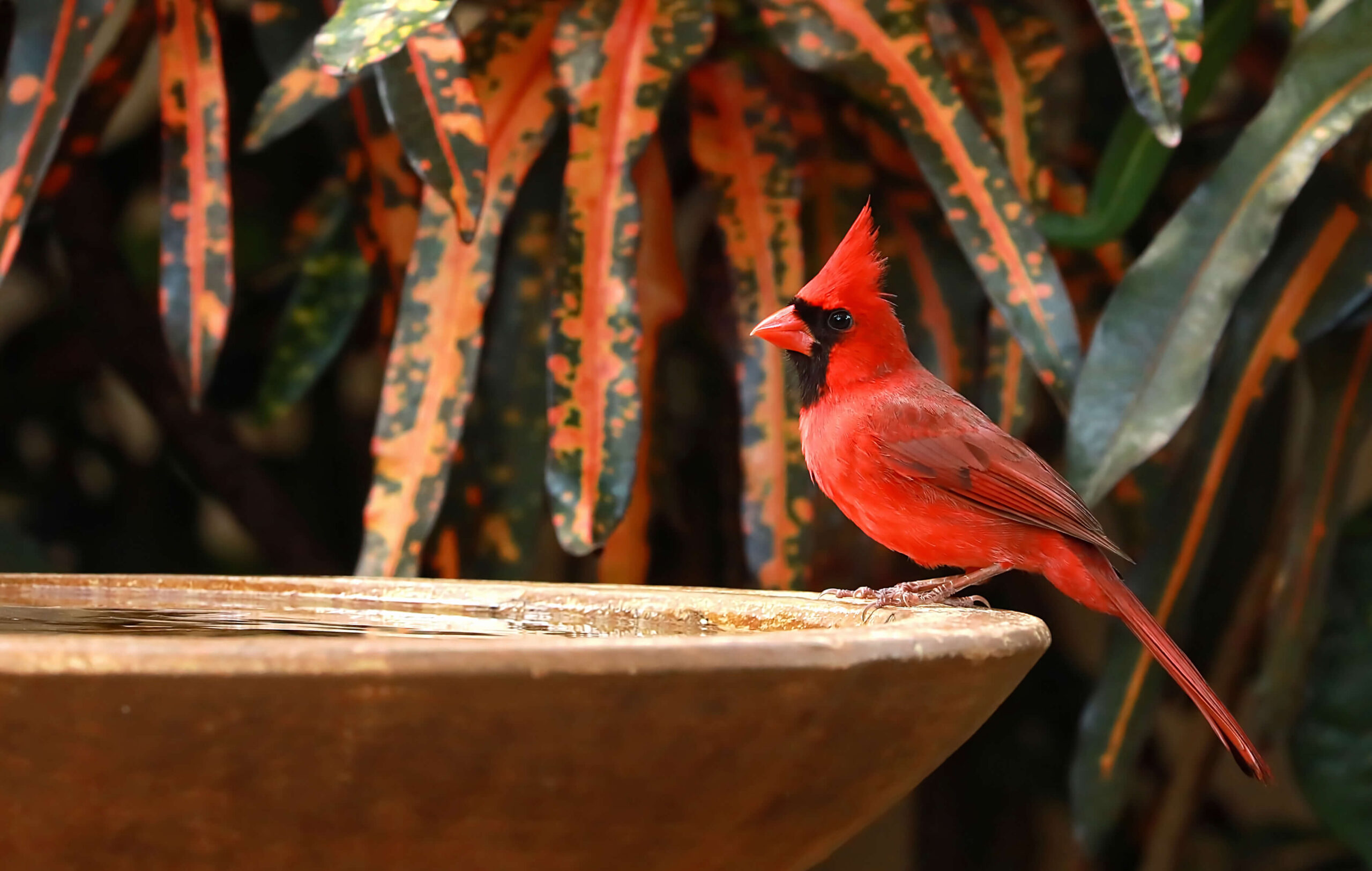 Gardening with Wildlife