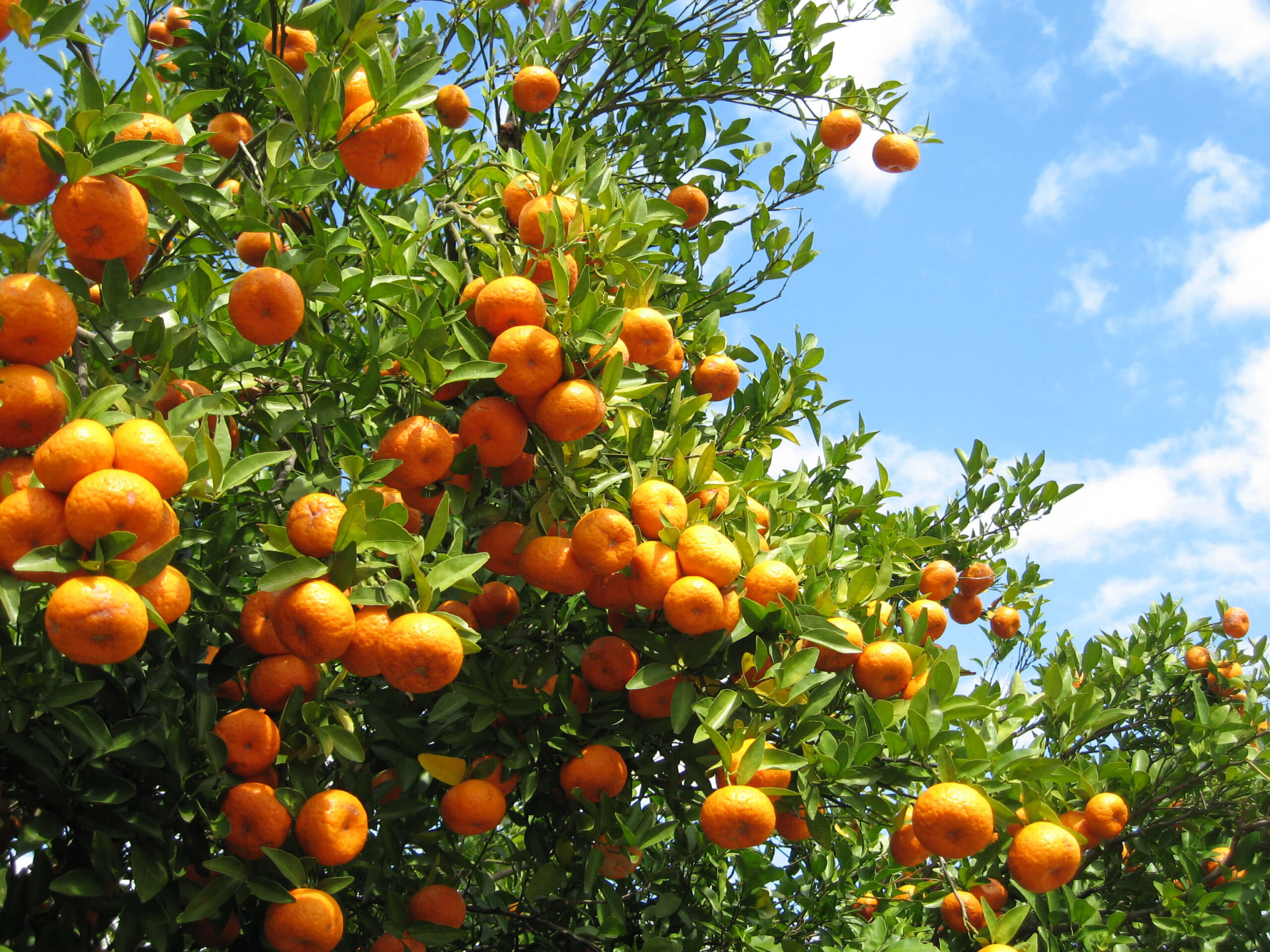 Best Fruit Trees for Central Florida