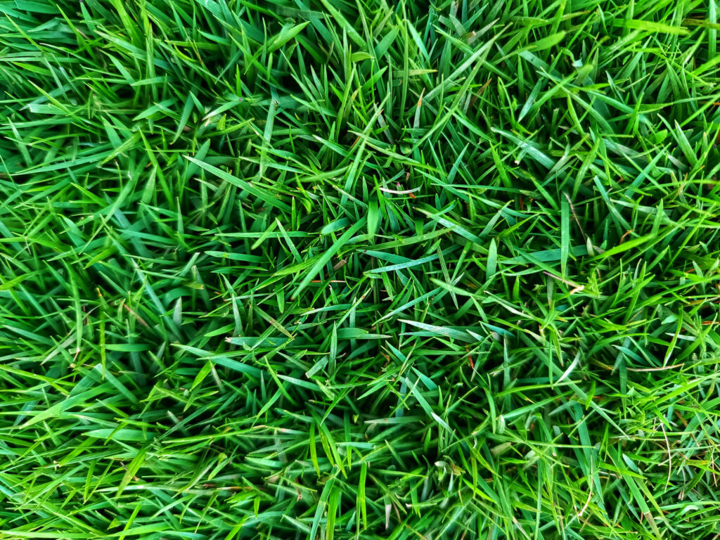 5. How Often Should I Mow My Lawn? 