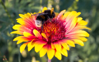 4 Flowers That Are Great At Attracting Honeybees