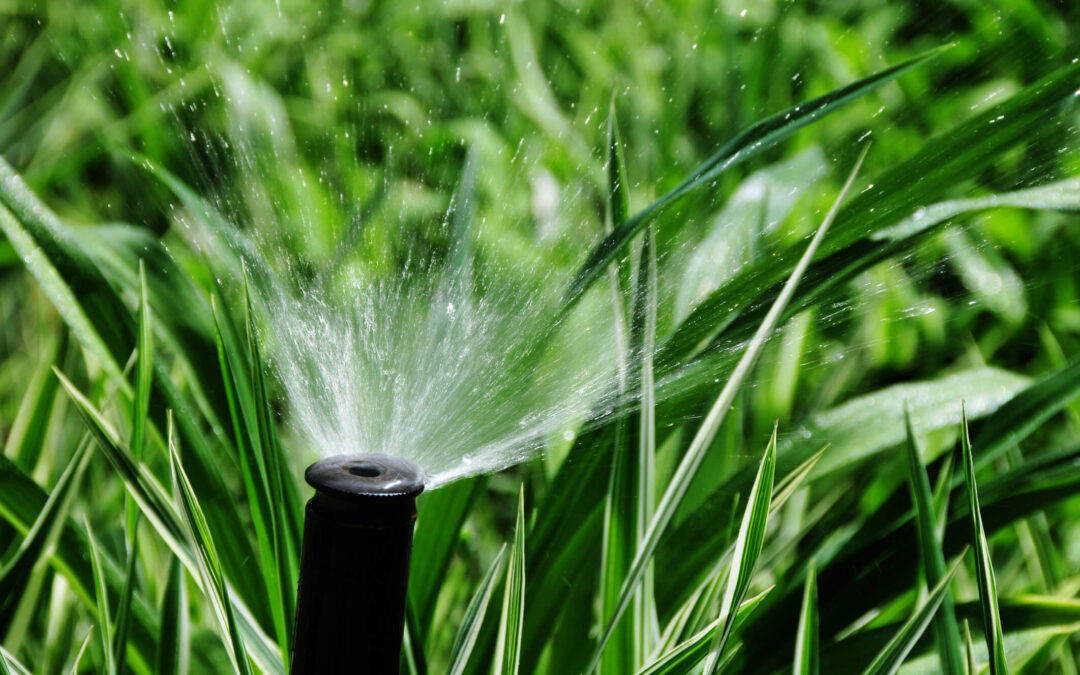 How Often Do You Need To Water Your Lawn?