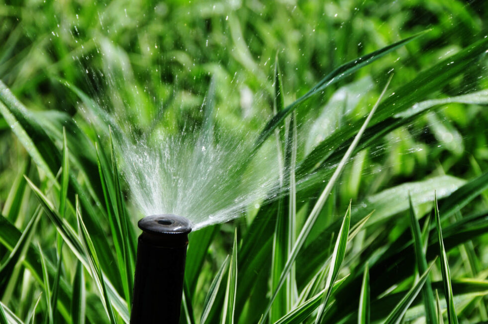 How Often Do You Need To Water Your Lawn?