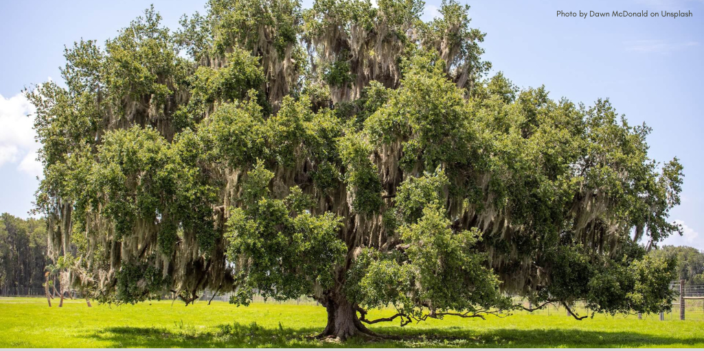 Which Trees Are Great For Shade In The Summer?