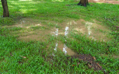 How To Improve Drainage In Your Lawn