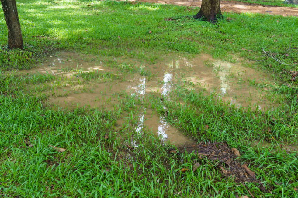 How To Improve Drainage In Your Lawn