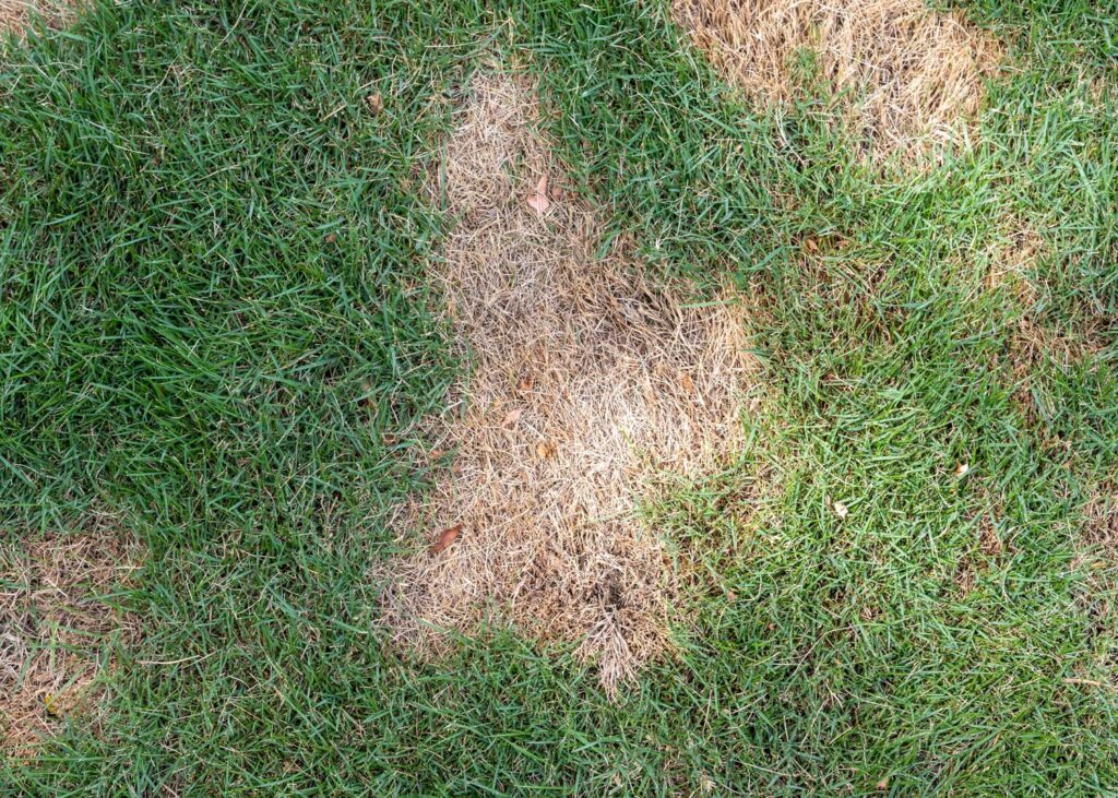 Top Signs Your Irrigation System Needs Repair in Central Florida - fungus or brown spots