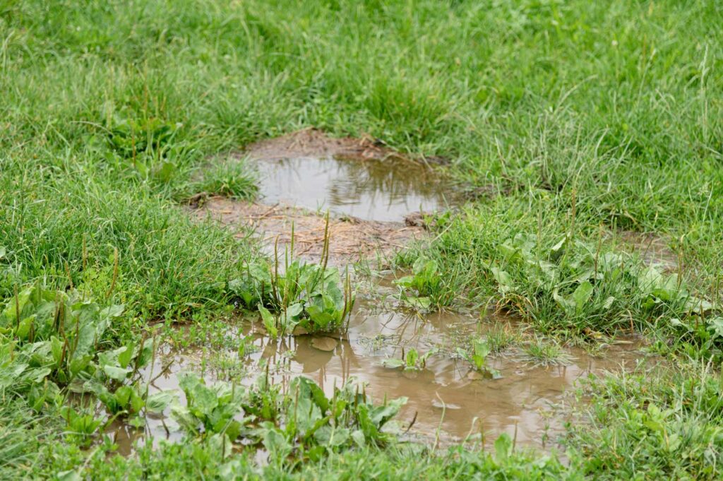 Top Signs Your Irrigation System Needs Repair in Central Florida - watering puddles or drainage issues